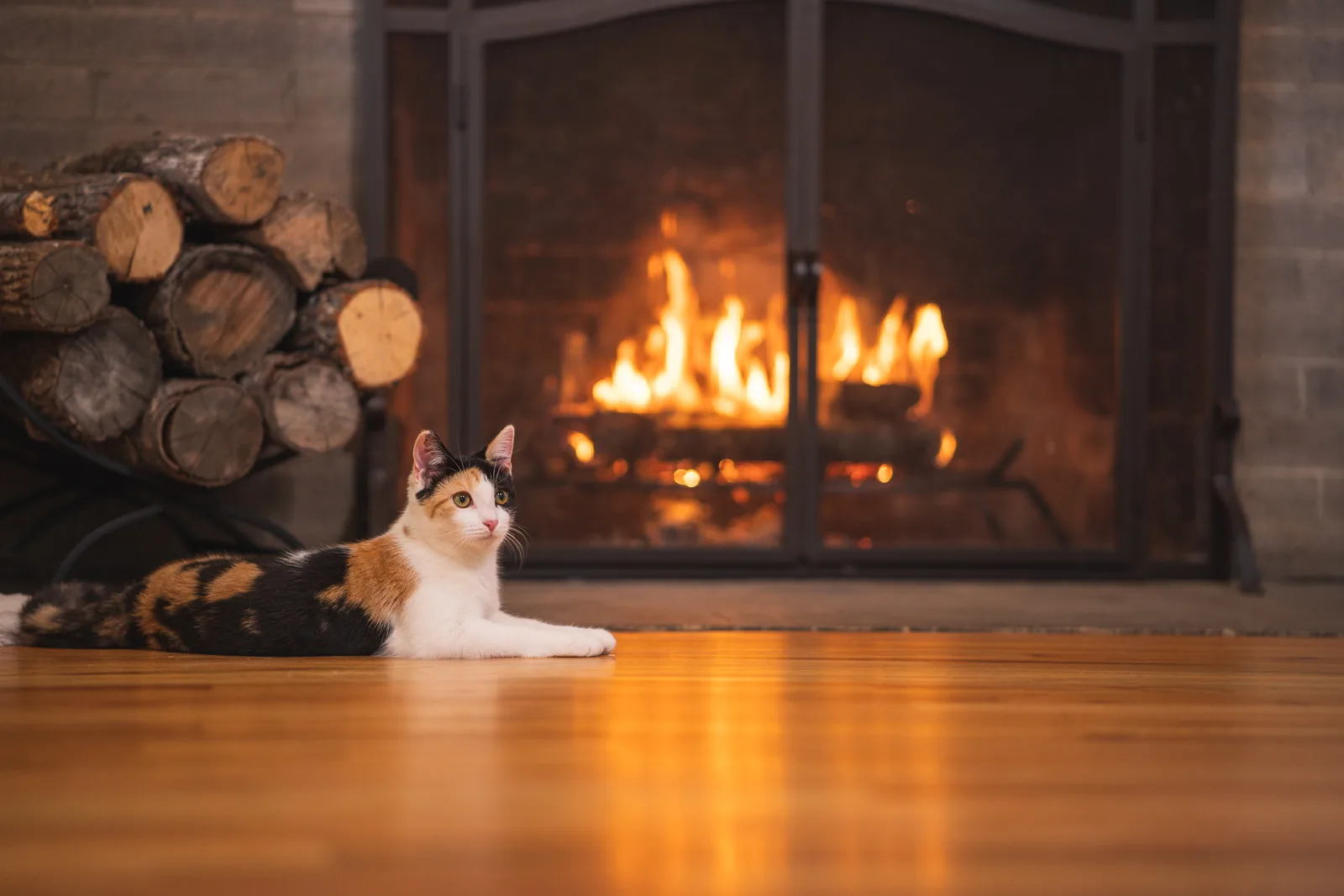 A fire burning in a hearth with logs stacked beside it and a calico cat lying in the firelight